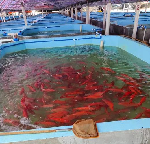 工厂化水产养殖水池防护全攻略